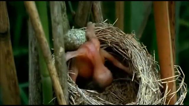 Зозуленя викидає пташенят_Educational movie is used on http://batrachos.com/