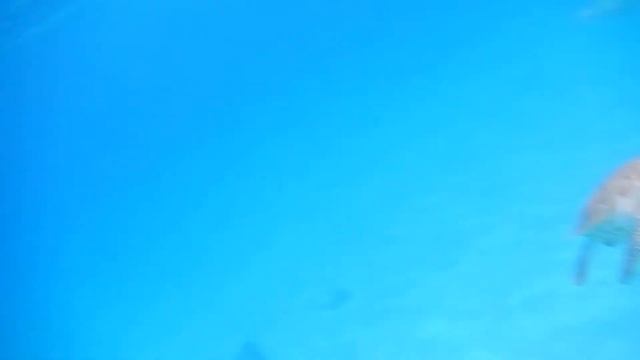 черепахи карибского моря смотреть онлайн