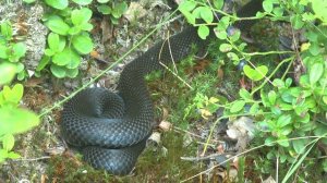 Ядовитая змея ГАДЮКА АВГУСТ 2017