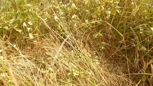 Стрекоза сжатобрюх перевязанный!!!!!❤️? смотреть онлайн