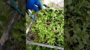 Ошибка при выращивании грибов на сене. Выращивание грибов в домашних условиях и на огороде.