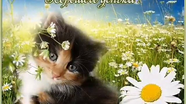 Хорошего Дня и Отличного Настроения! Очень Красивое Пожелание Удачного Дня! Открытка Хорошего Дня