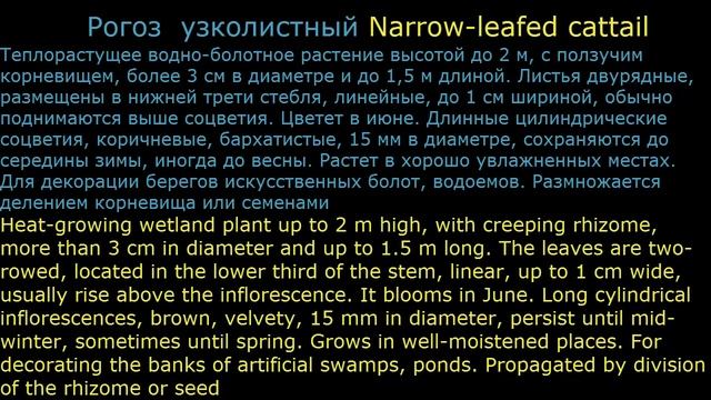 Водные растения3 Декоративные растения смотреть онлайн