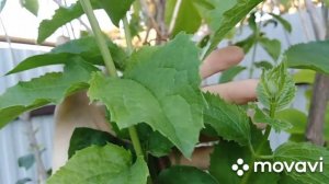 Результаты обрезки чубушника-садового жасмина.
