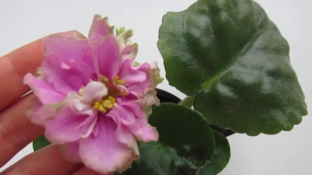 ДЕТКА ФИАЛКИ ЗАЦВЕЛА/ ЧТО ДЕЛАТЬ смотреть онлайн