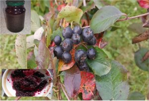 Повидло из черноплодной рябины (АРОНИИ) . Заготовки  на зиму.  Народное лечение гипертонии.