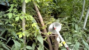 Спиливание деревьев триммером с диском перед выкорчевкой. Косим траву и кустарник в Новосибирске.
