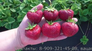 ПОЛВИНА среднеспелый десертный сорт