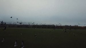 ПЕРЕЛЕТ ГУСЕЙ