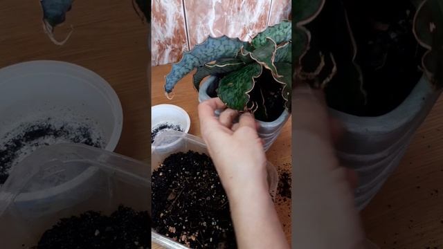 Пересадка сансевиерии Кирки Сильвер Блю / sansevieria Kirkii Silver Blue смотреть онлайн