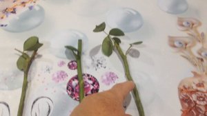 Черенкование роз осенью.