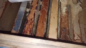 Занесли пчёл в омшаник, зимовка 2021-2022 началась