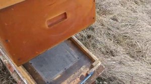 Мышь в улье ППУ.