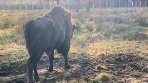Беловежская Пуща. Зубр играет