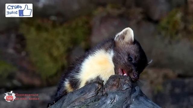 Куница/Marten