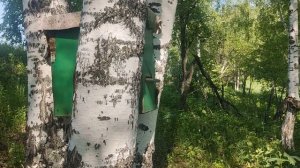 Первая проверка ловушек на пчёл.