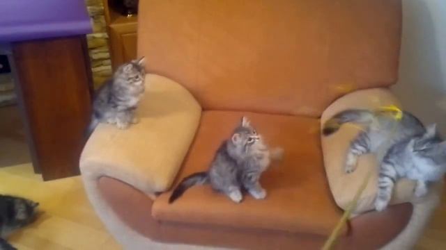 Сибирские котята - видео 8 смотреть онлайн