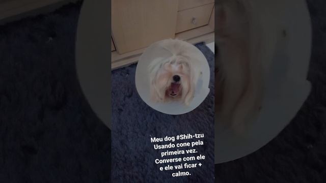 Shih-tzu usando cone, #cachorro depois da #castração . #meudog meu dog.