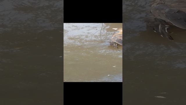 Белолобый гусь