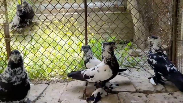 Голуби,Кудратилло,обзор Андижанских Голубей,Pigeons,Kudratillo,review of Andijan Pigeons,06.05.2022 смотреть онлайн