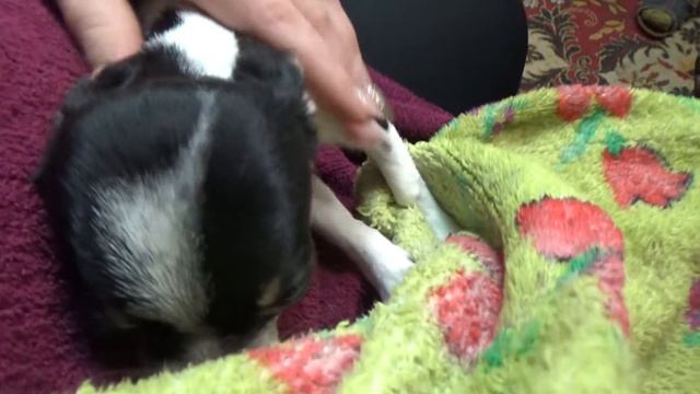 ➤ПЕРЕЕЗЖАЮ/У НАС НОВАЯ СОБАЧКА смотреть онлайн