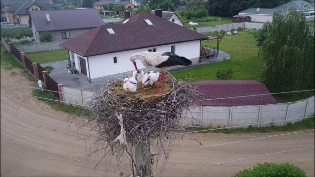 Кормление птенцов аиста