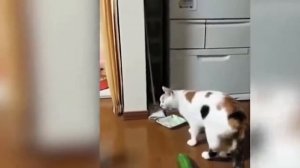 Реакция кошек на огурцы ???