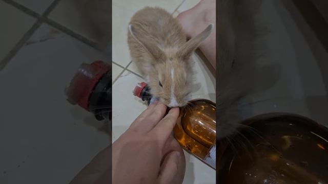 Кролик Лижет смотреть онлайн