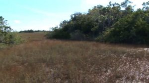 Documentary of Everglades National Park - Florida #evergladesnationalpark,#florida