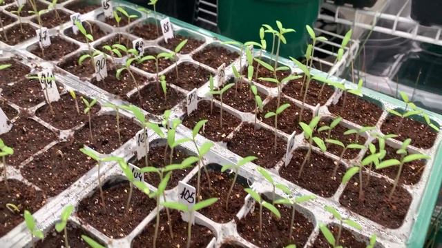 💐мой сад🌸🌼мой горшечный садик🪴 и моя оранжерейка с рассадой 🌱🌱15-25 марта 2022 год💐