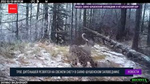 Самка снежного барса с котятами попали в фотоловушку