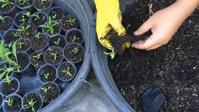 Planting Phlox in the Phlippines смотреть онлайн