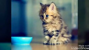 Жил на свете маленький котёнок