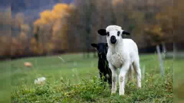 БИБЛИЯ КНИГА БЫТИЕ Глава 22. смотреть онлайн