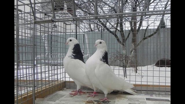 ижевские голуби Сергея Бусарова смотреть онлайн