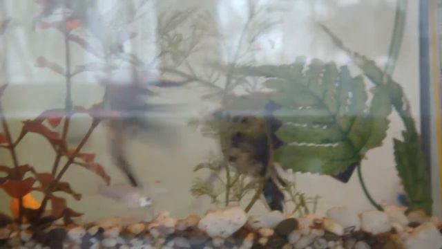 Скалярии сначала целуются а потом дерутся смотреть онлайн