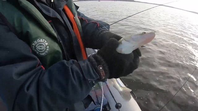 Осенний судак. Волчихинское водохранилище. 16-17.10.2021