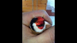 Щегол поет весна-Canto Cardellino