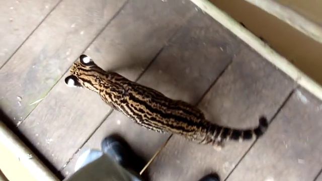 Ocelot - Tigrillo смотреть онлайн