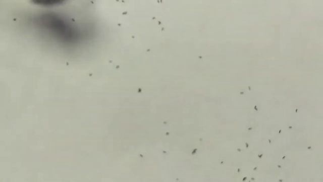 Росянка Альба Капская .Сбор семян.