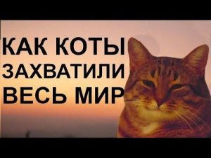 КАК КОШКИ ПРИРУЧИЛИ ЛЮДЕЙ (ДВАЖДЫ)