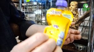 Чем кормить геккона?