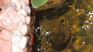 Нижегородский зоопарк "Лимпопо". Экспозиция "Амазония". Культмассовый выход.)