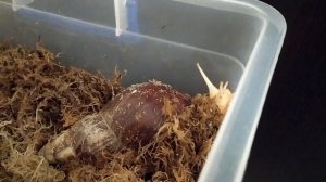 МОХ ДЛЯ УЛИТОК