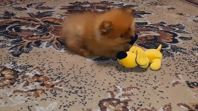 ШПИЦУЛЯ Баффик играет со своей любимой игрушкой. САМОЕ МИЛОЕ ВИДЕО! Spitz Buffik plays with his toy смотреть онлайн