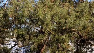 Голубые озера зимой (Луховицы, февраль 2017г.) Blue Lakes in the Winter (Lukhovitsy, February 2017)