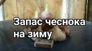 Запас чеснока на зиму