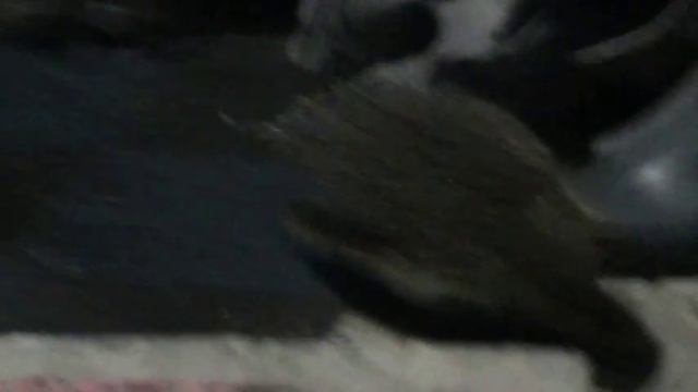 Ёжики на даче смотреть онлайн