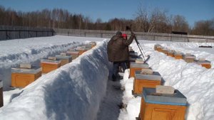 6 часть обзора работ с пчёлами зимой 25.03.2022 . Моё пчеловождение .