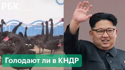 В Северной Корее будут есть черных лебедей из-за нехватки продовольствия